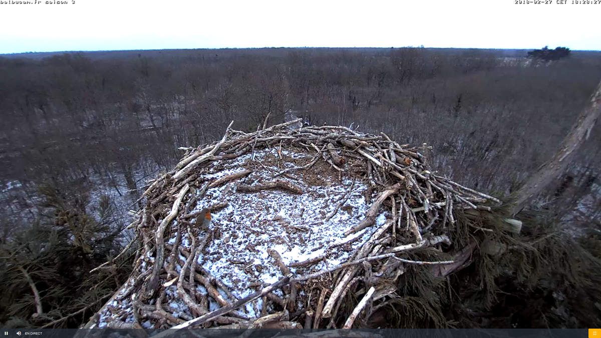La Saison 3 sur la ligne de départ : à vous de jouer, Balbuzards !