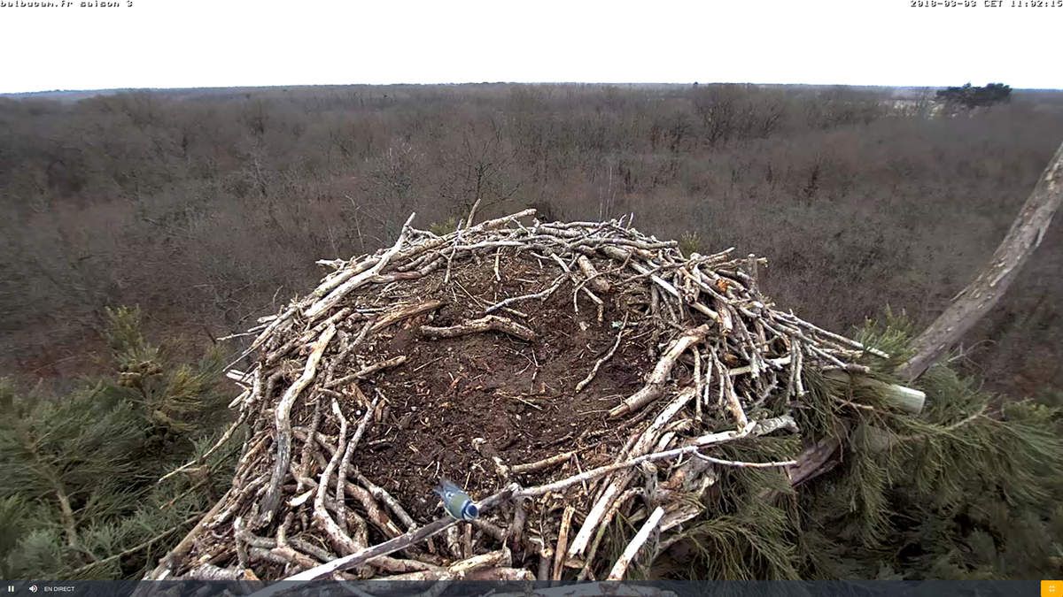 La Saison 3 sur la ligne de départ : à vous de jouer, Balbuzards !