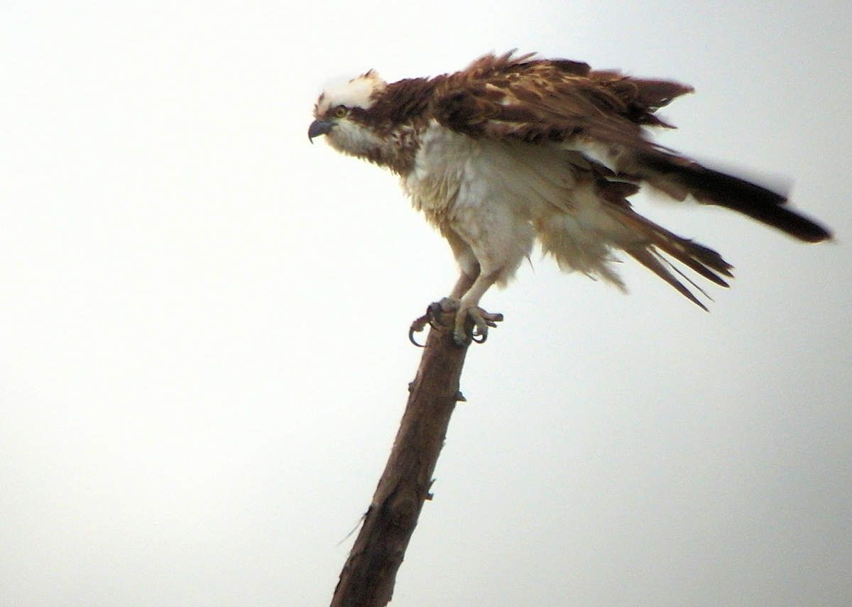 Les oeufs de Pâques