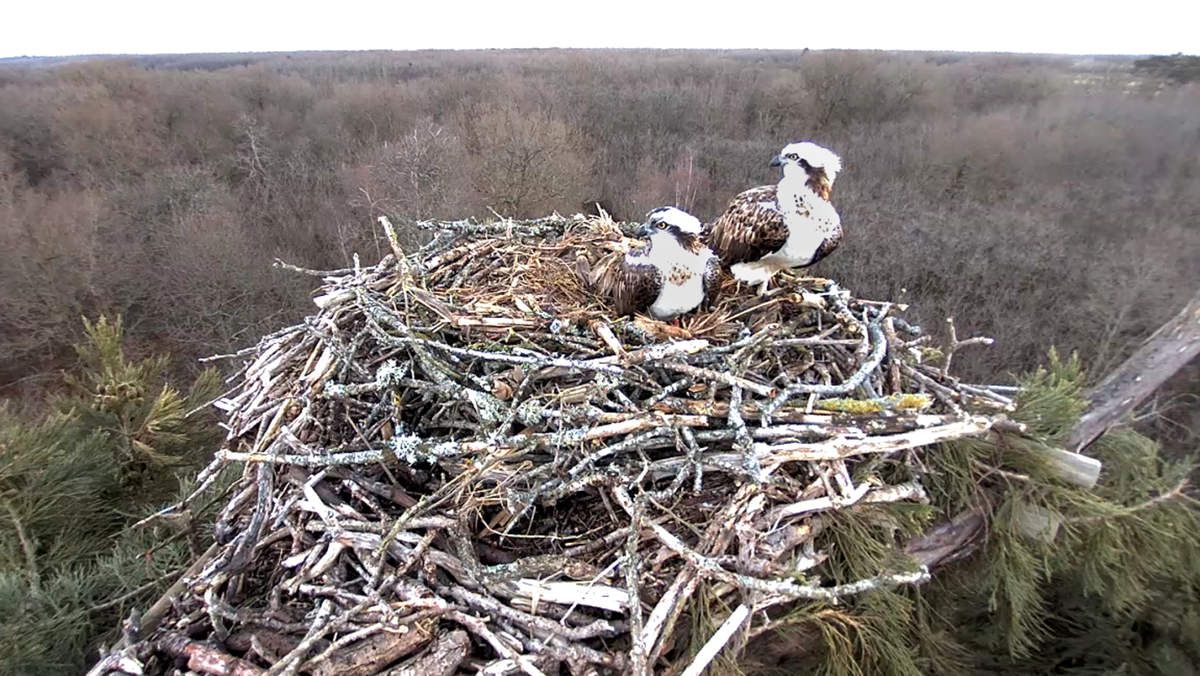 Les oeufs de Pâques