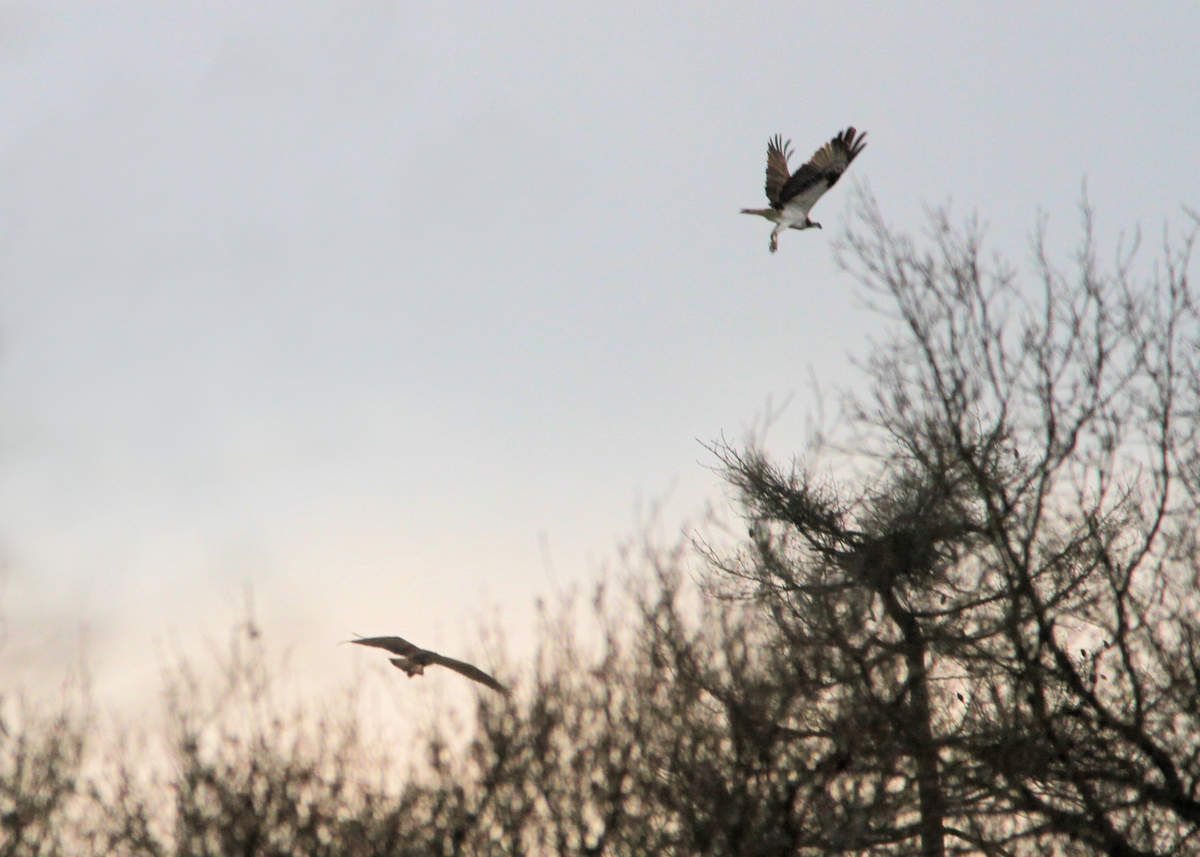 Les oeufs de Pâques