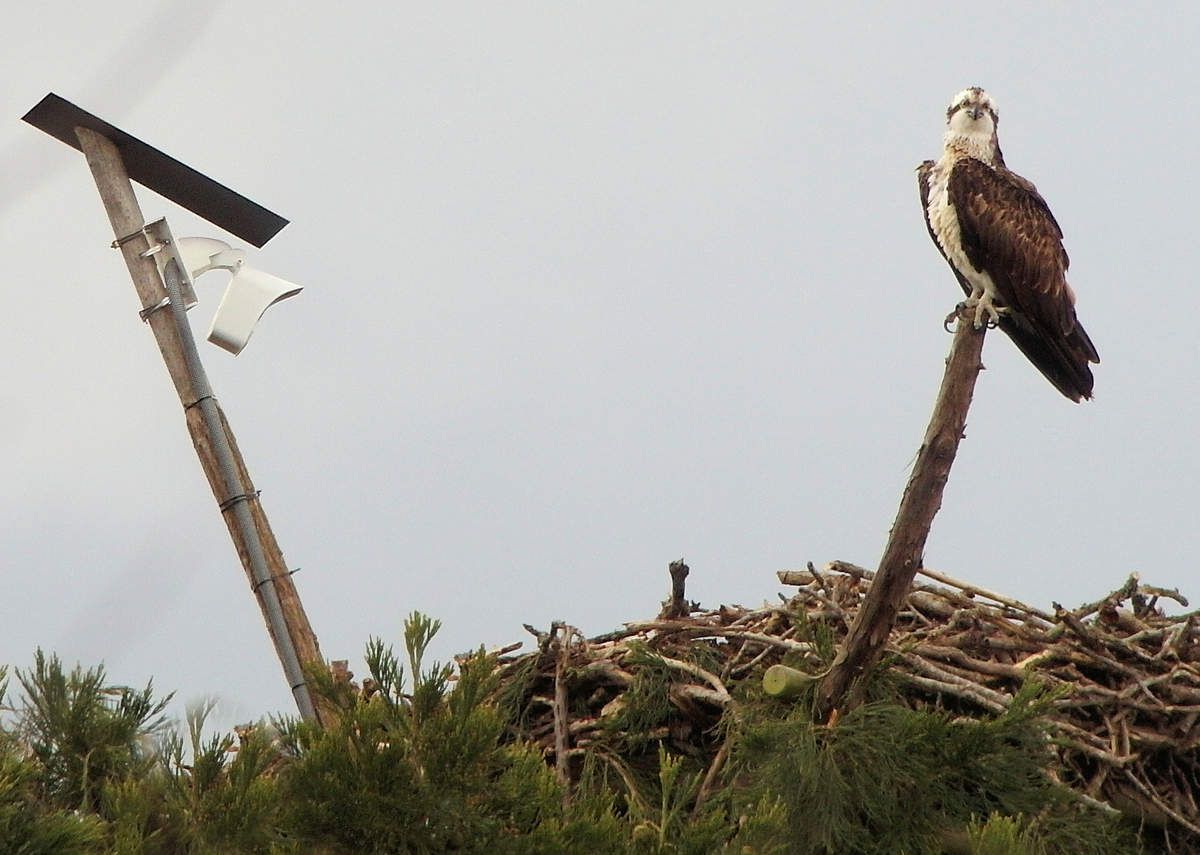 Les oeufs de Pâques