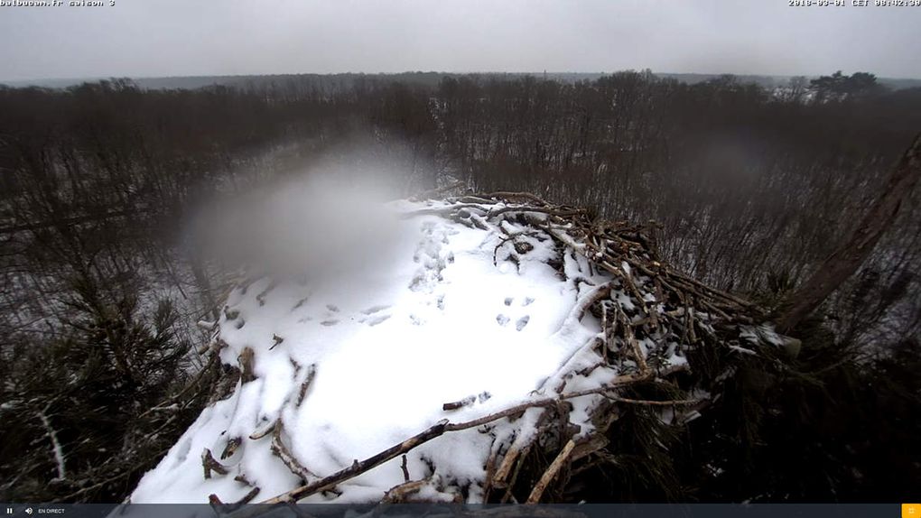 La Saison 3 sur la ligne de départ : à vous de jouer, Balbuzards !