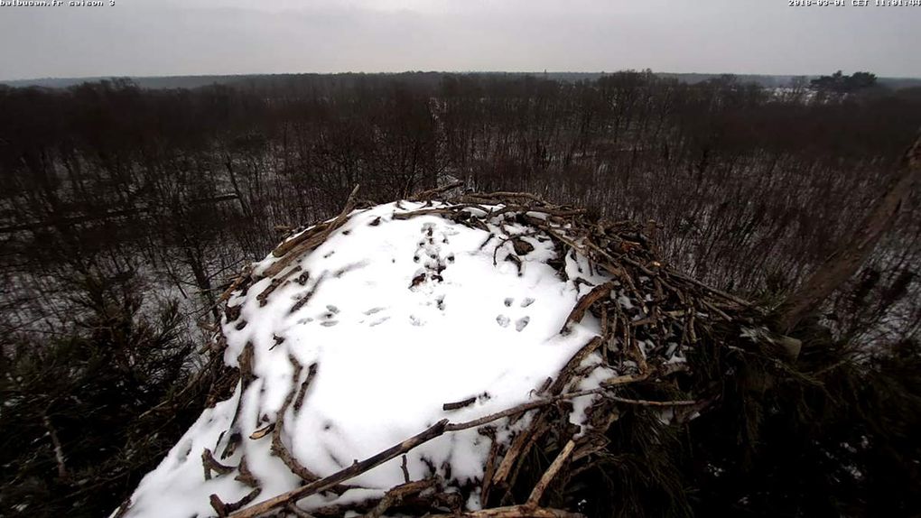La Saison 3 sur la ligne de départ : à vous de jouer, Balbuzards !