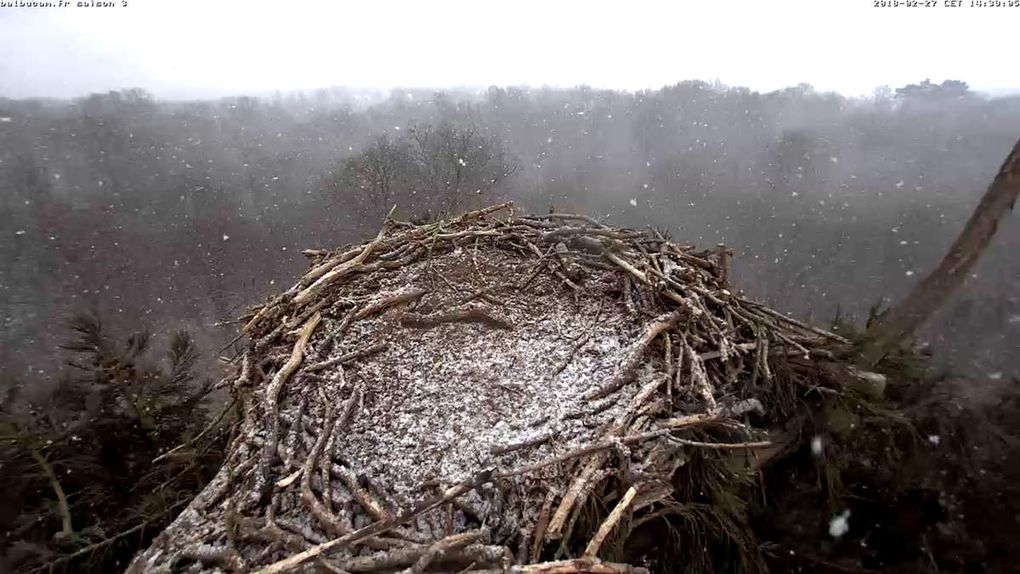 La Saison 3 sur la ligne de départ : à vous de jouer, Balbuzards !