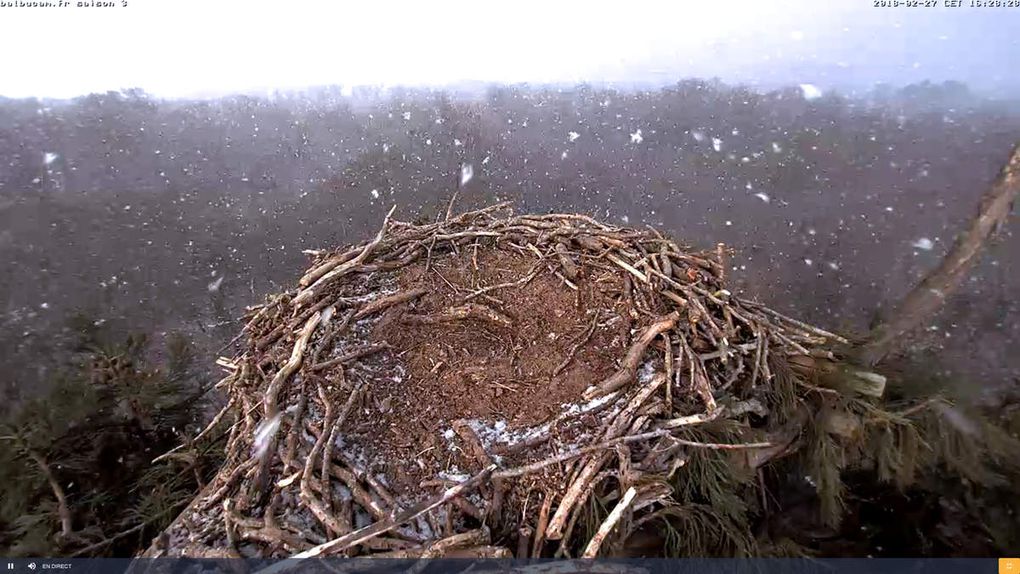 La Saison 3 sur la ligne de départ : à vous de jouer, Balbuzards !