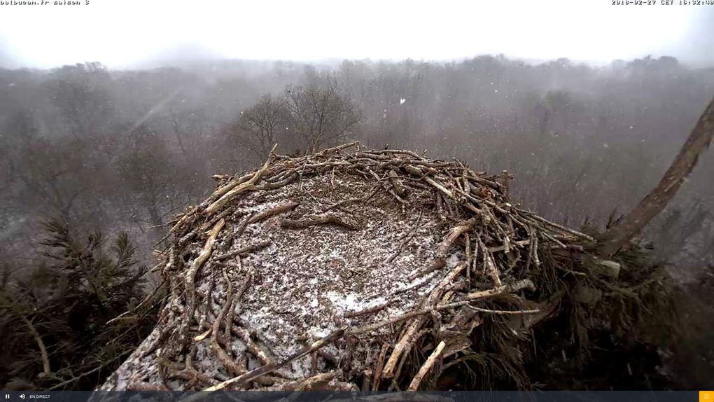 La Saison 3 sur la ligne de départ : à vous de jouer, Balbuzards !
