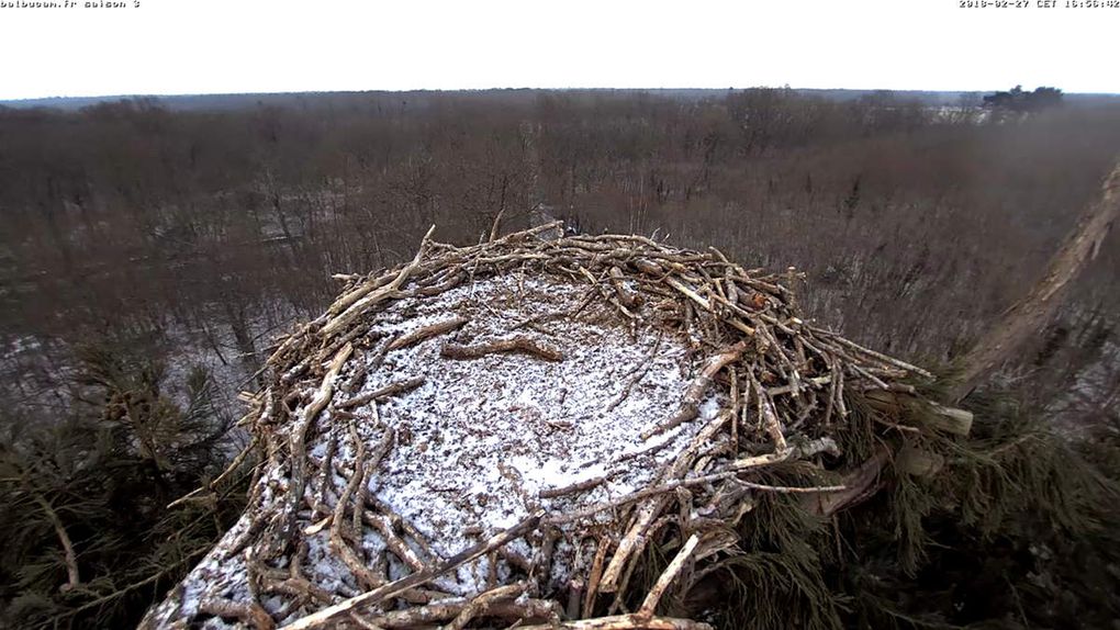 La Saison 3 sur la ligne de départ : à vous de jouer, Balbuzards !