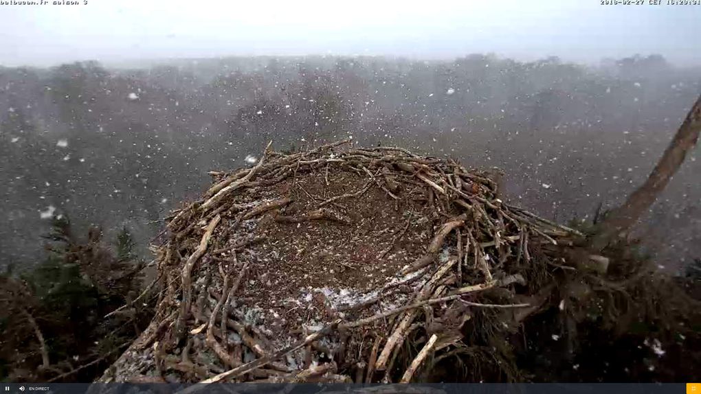 La Saison 3 sur la ligne de départ : à vous de jouer, Balbuzards !