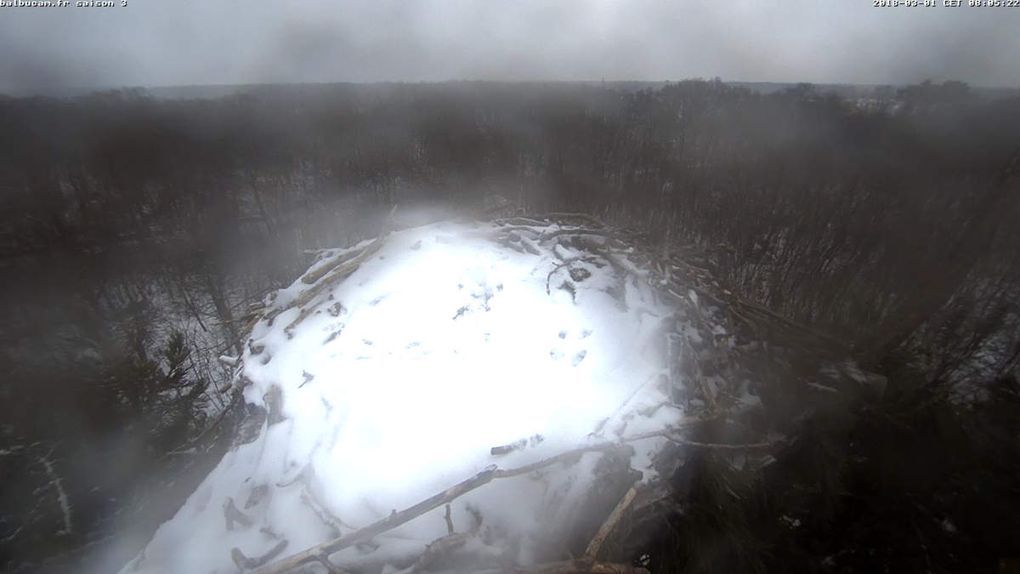 La Saison 3 sur la ligne de départ : à vous de jouer, Balbuzards !