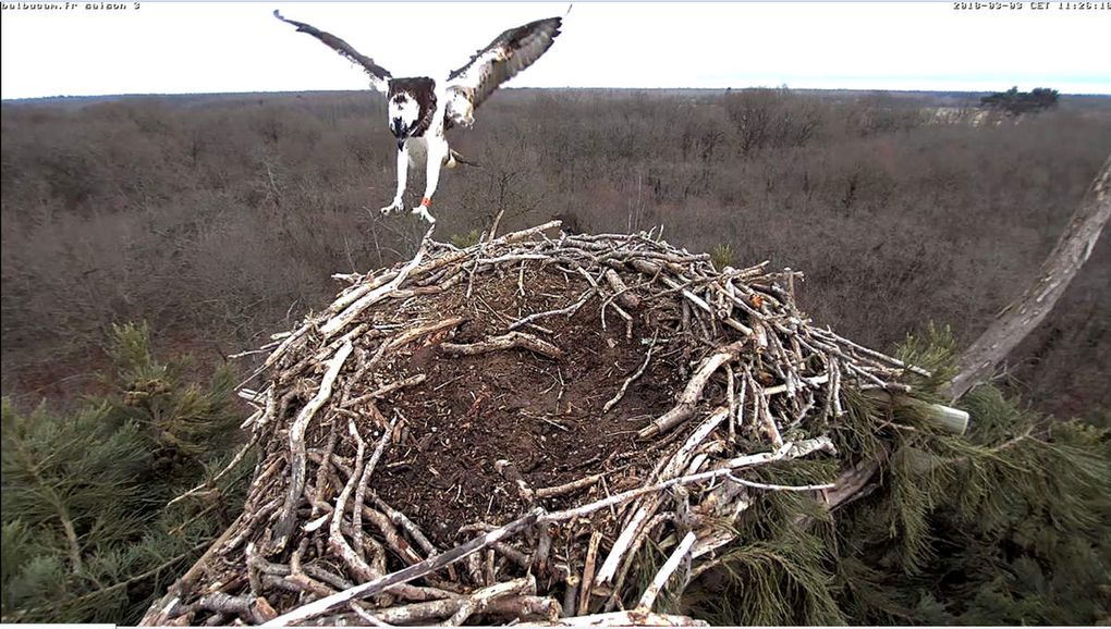 La Saison 3 sur la ligne de départ : à vous de jouer, Balbuzards !