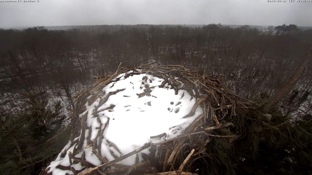 La Saison 3 sur la ligne de départ : à vous de jouer, Balbuzards !