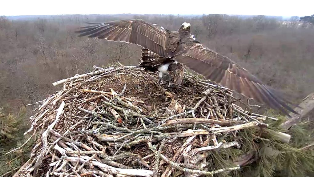 Les oeufs de Pâques