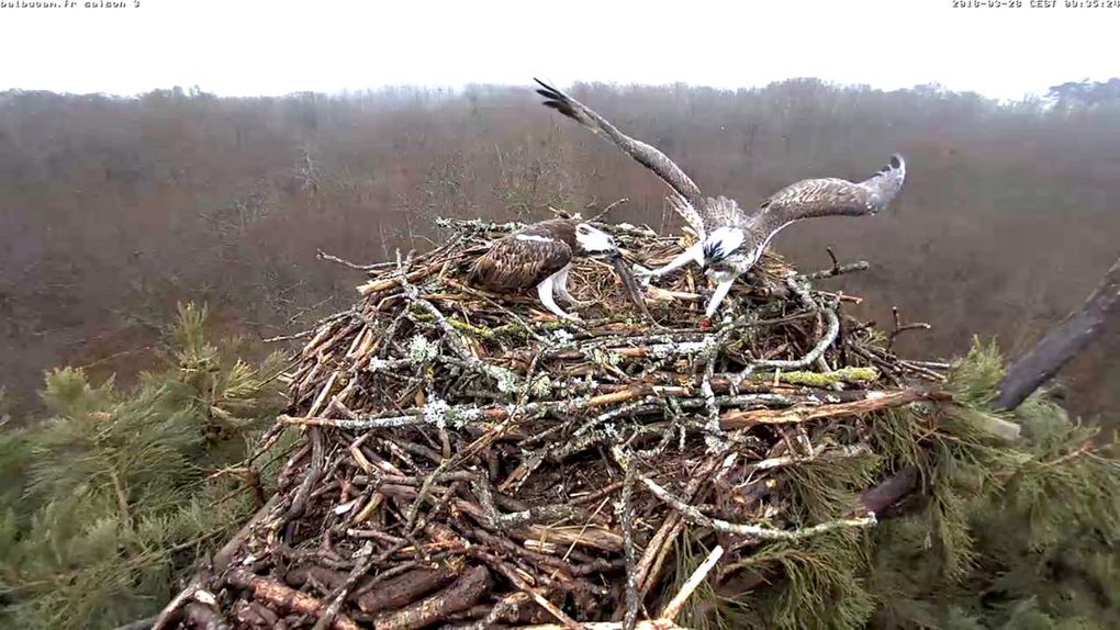 Les oeufs de Pâques