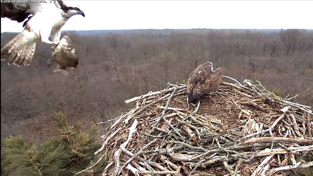 Les oeufs de Pâques