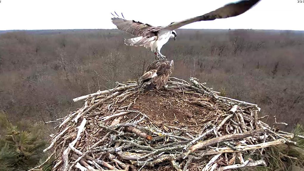 Les oeufs de Pâques