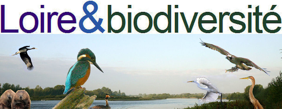 Loiretbiodiversite imatitre