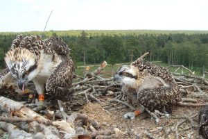 060700-baguage-f5-f6-f7